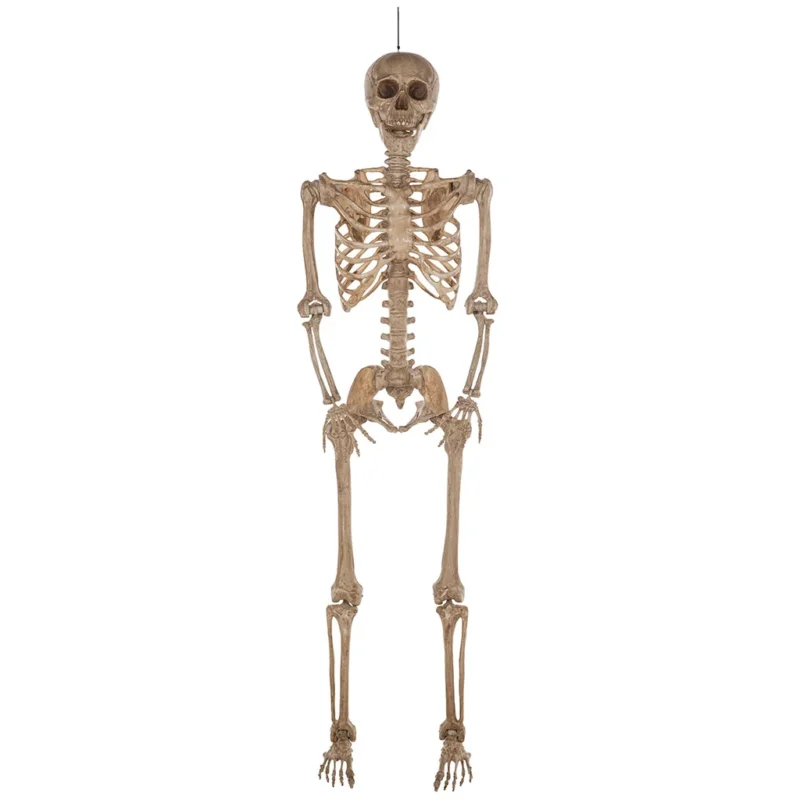 Halloween Poseable Skeleton